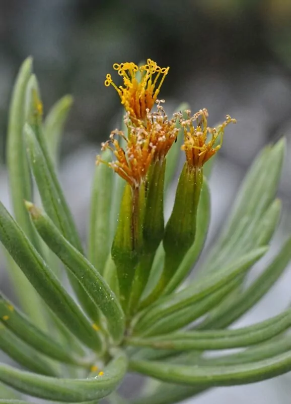 Kleinia petraea