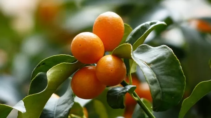 Kumquat