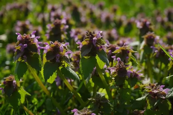  Lamium