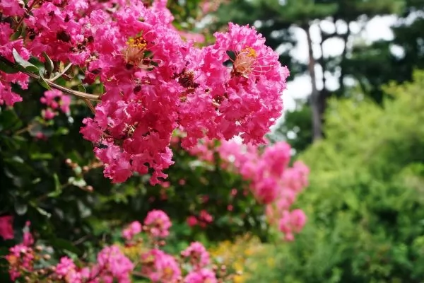 fioritura lagerstroemia