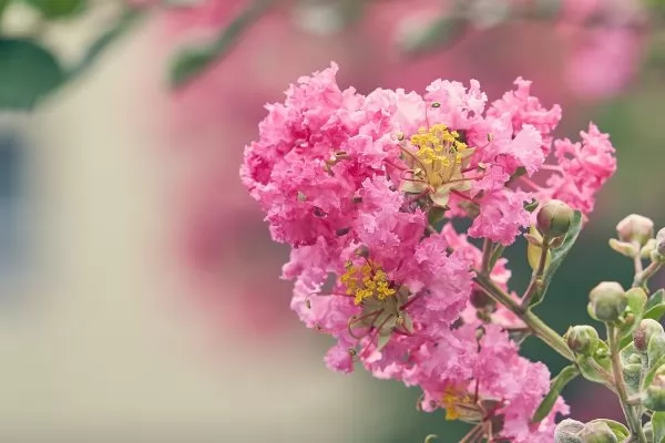 Lagerstroemia