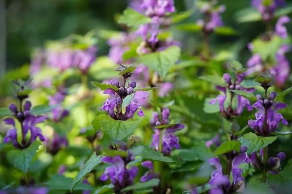 Lamium 