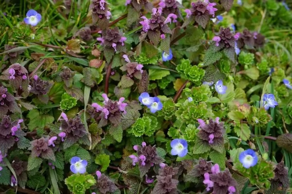 Lamium maculatum 