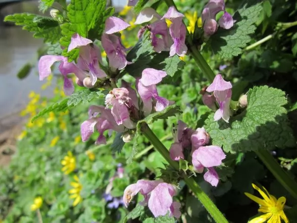 specie maculatum