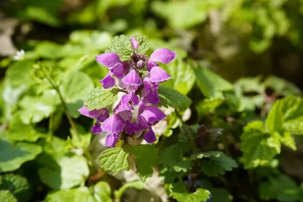 Lamium 