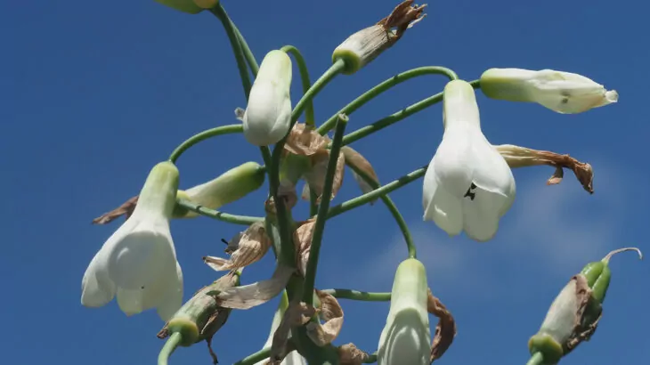 Galtonia candicans