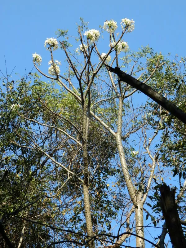 Pachypodium rutenbergianum