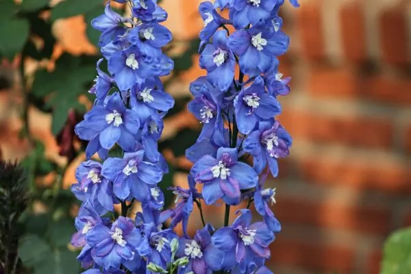 Delphinium