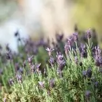 Lavanda (Lavandula)