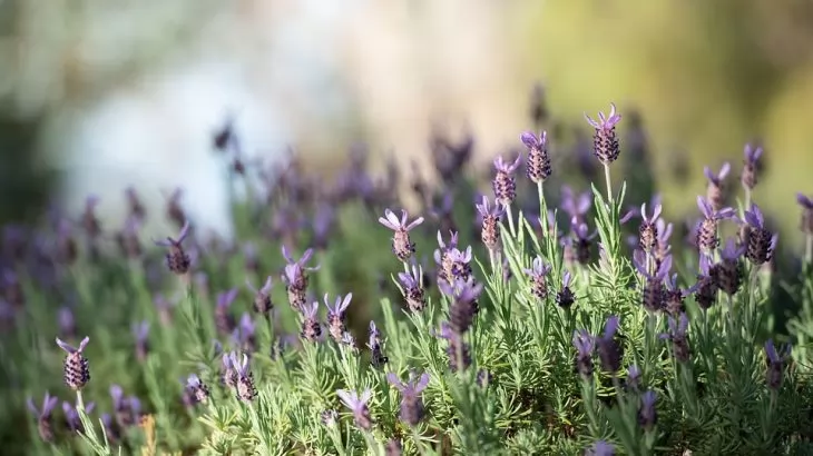 Lavandula