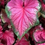 Caladio (Caladium)