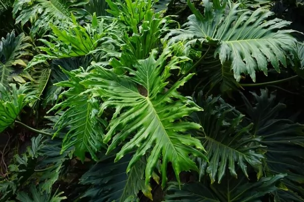 Philodendron selloum 