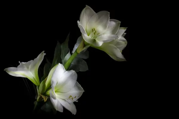 Hippeastrum bianco 'Mont Blanc'