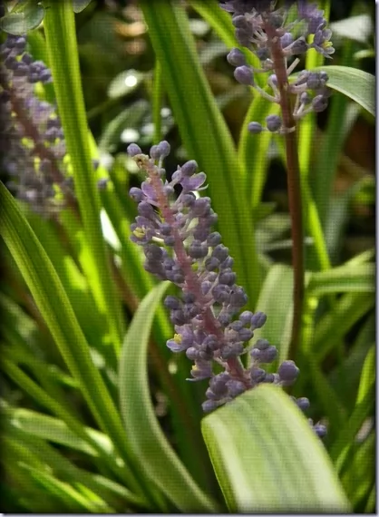 Liriope muscari