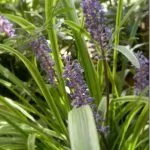 Liriope muscari