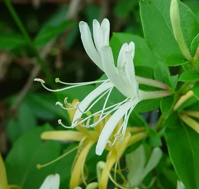 lonicera japonica