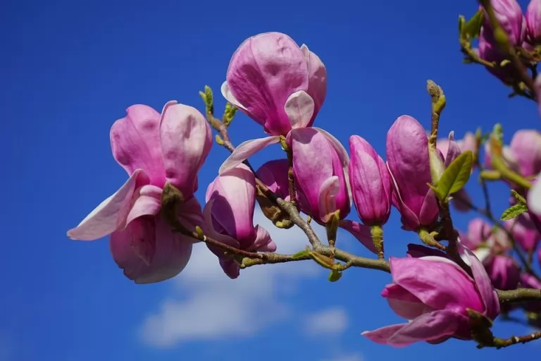 Quali sono i fiori più eleganti? la Magnolia