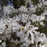 Magnolia