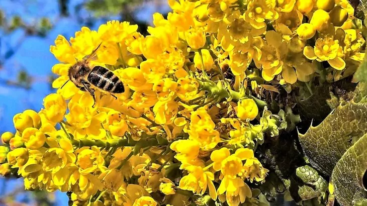 Mahonia