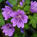 Malva sylvestris