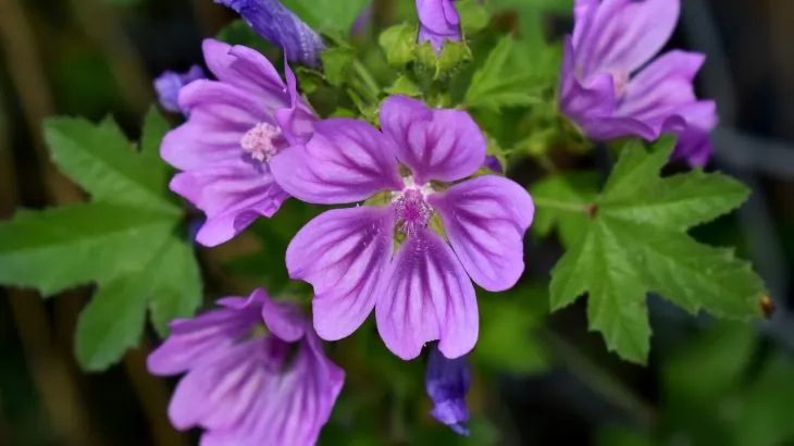 Malva sylvestris