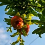 Come coltivare gli alberi da frutto in vaso