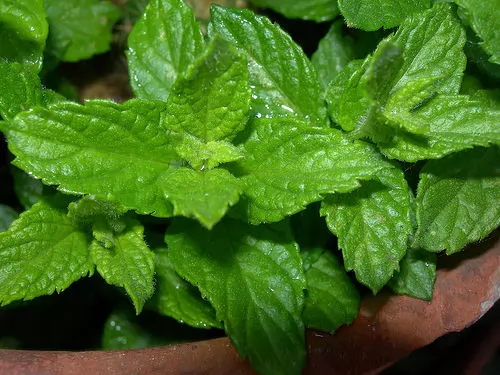 menta piperita