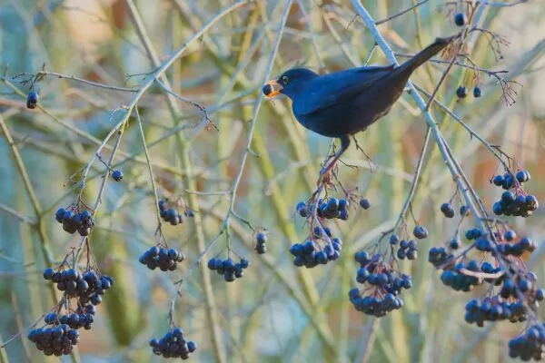 Aronia