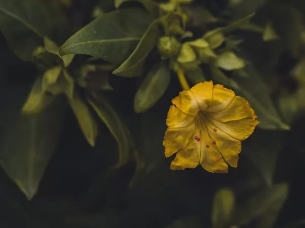 Bella di Notte (Mirabilis jalapa) gialla