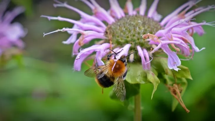 Monarda didyma