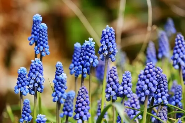 Muscari con fiore blu