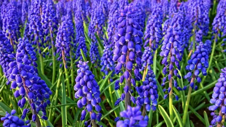 muscari