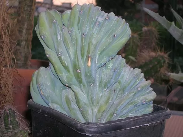 myrtillocactus