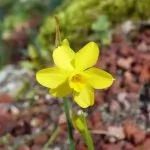 Giunchiglia (Narcissus jonquilla)