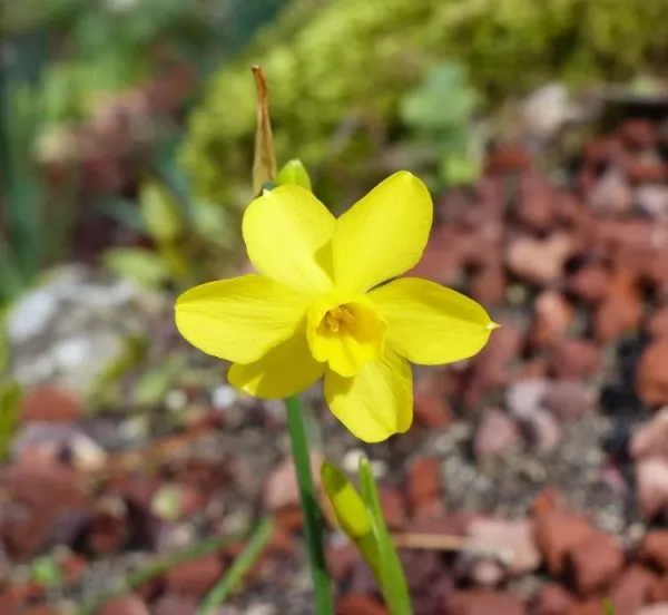 Giunchiglia (Narcissus jonquilla)