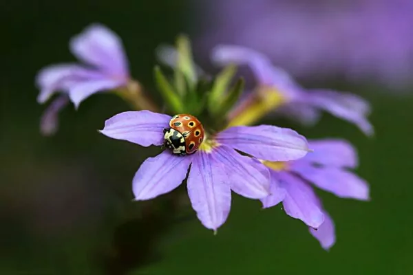 Scaevola aemula