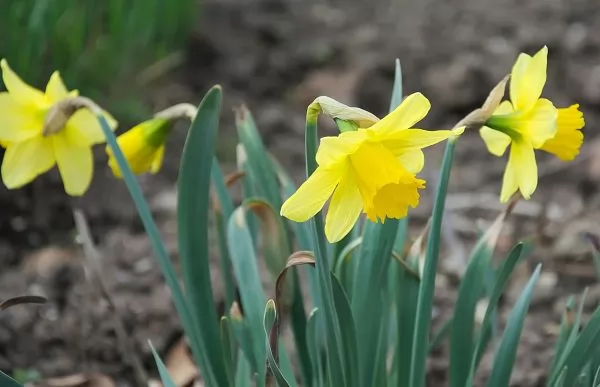 Narciso trombone (Narcissus pseudonarcissus)