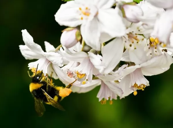 Deutzia