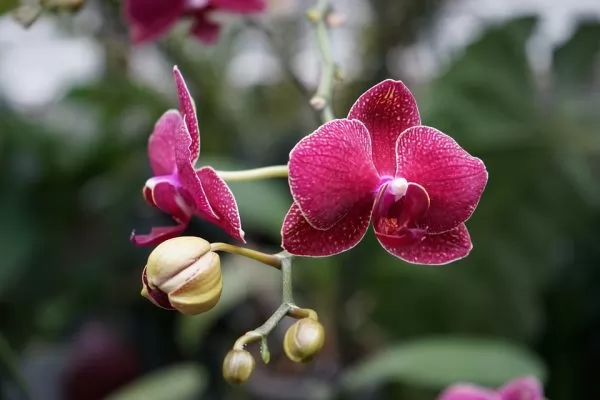 Orchidee: Informazioni, Coltivazione, Specie e Varietà, Curiosità 