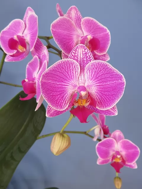 orchidea falena