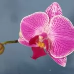 Phalaenopsis  o Orchidea  Falena