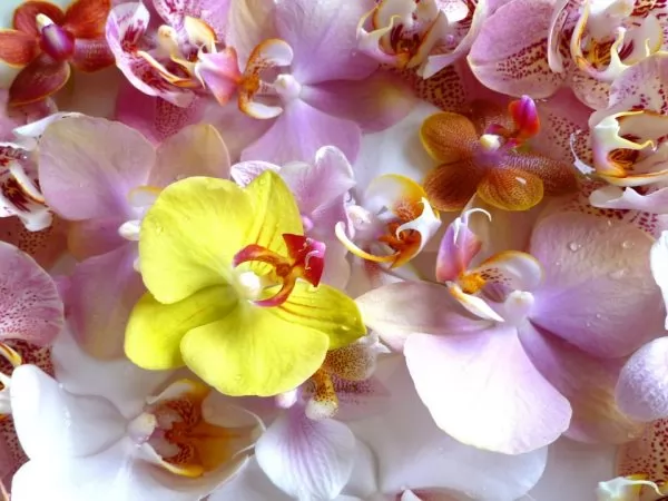Orchidea Falena (Phalaenopsis)