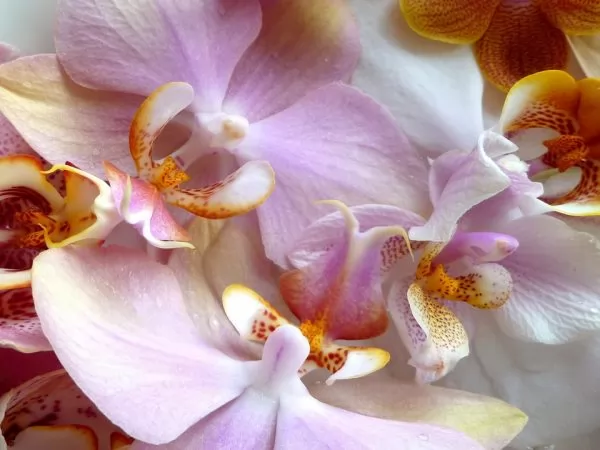 orchidea farfalla