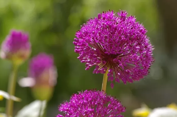 allium Cepa