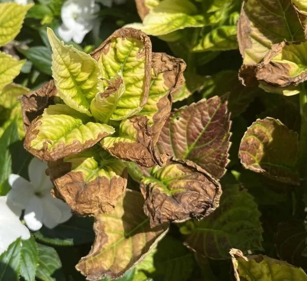 Margini delle foglie dell'ortensia marroni ed arricciate: probabile stress idrico