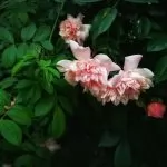 Il giardino di Tiziana: un pezzo di Paradiso verde in Sardegna
