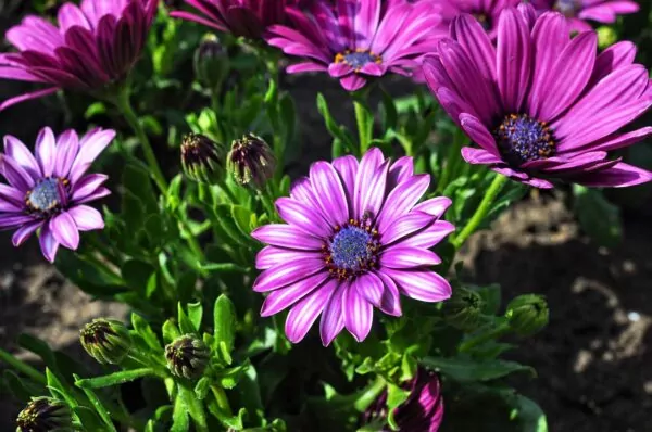 Osteospermum ecklonis 