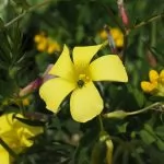 Oxalis