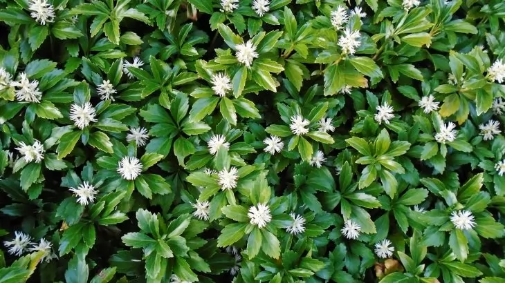 Pachysandra