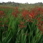 Crocosmia paniculata rossa